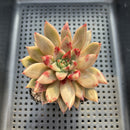Echeveria 'Pysche' 3" Succulent Plant