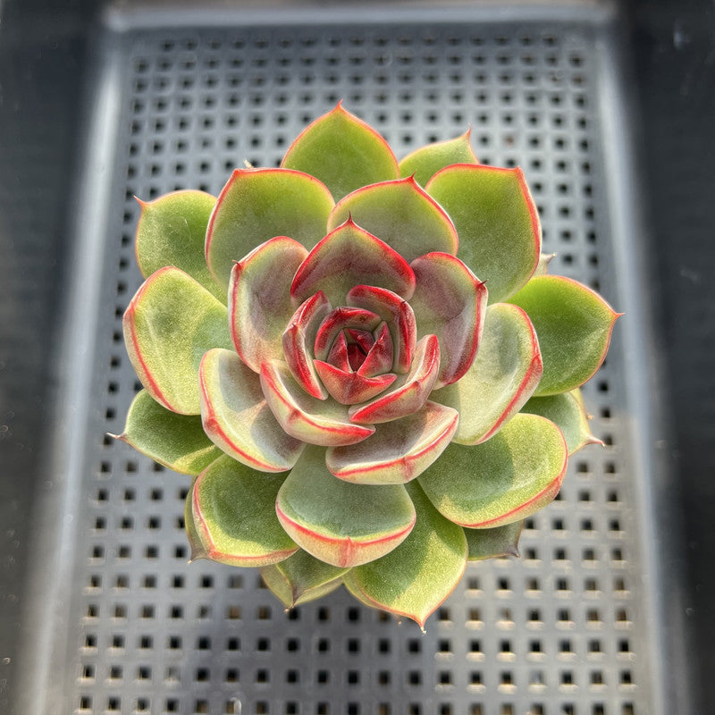 Echeveria 'Melodious' 3" Succulent Plant