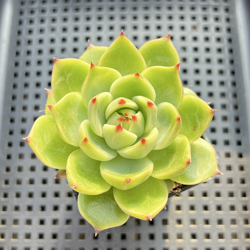 Echeveria 'Blue Dragon' 2" Succulent Plant