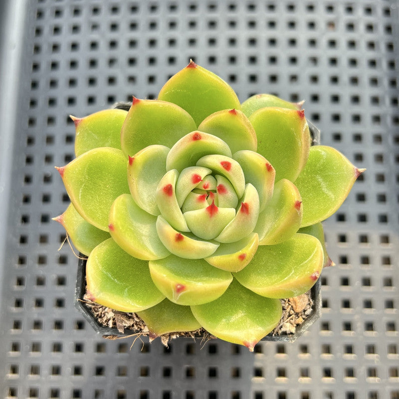 Echeveria 'Blue Dragon' 2" Succulent Plant