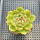Echeveria 'Blue Dragon' 2" Succulent Plant