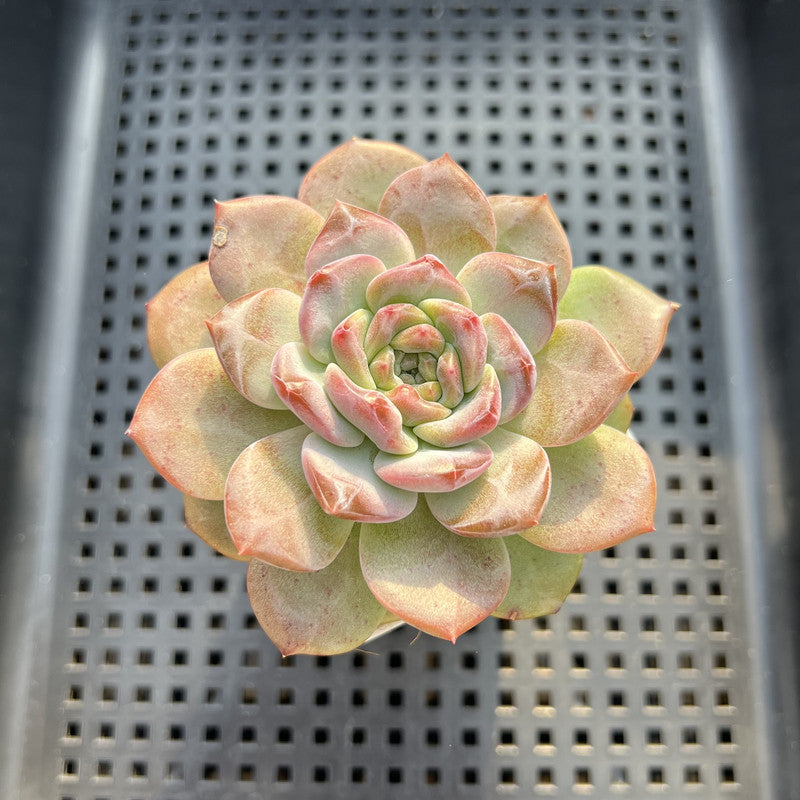 Echeveria 'Pumpkin' Jelly Type 2"-3" Succulent Plant