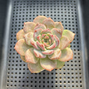 Echeveria 'Pumpkin' Jelly Type 2"-3" Succulent Plant