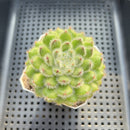 Echeveria 'Abiyu' 2" Succulent Plant