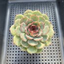 Echeveria 'Wild Strawberry' 2"-3" Succulent Plant