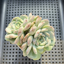 Echeveria 'Ultra Violet' 2" Succulent Plant