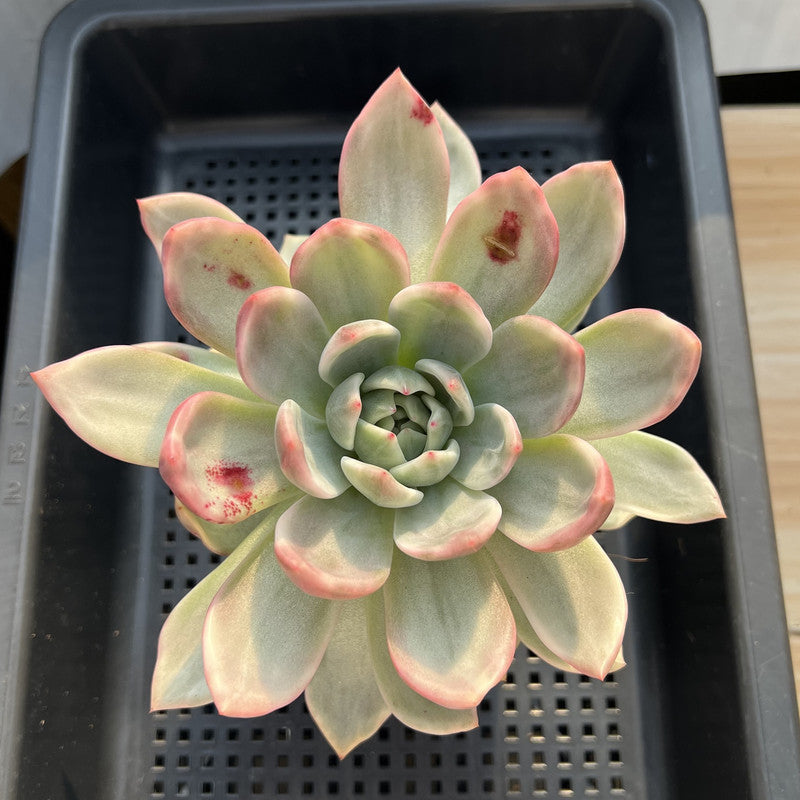 Echeveria 'Pink Champaign' Variegated 5"-6" Large Succulent Plant