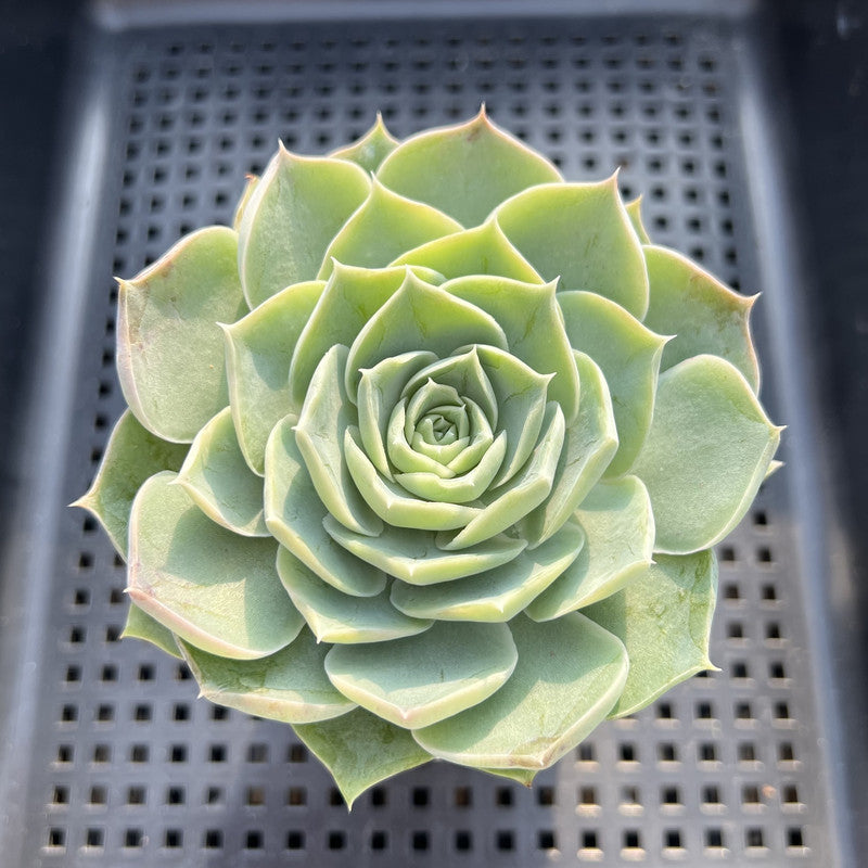 Echeveria 'Simulans' 2"-3" Succulent Plant