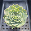 Echeveria 'Simulans' 2"-3" Succulent Plant