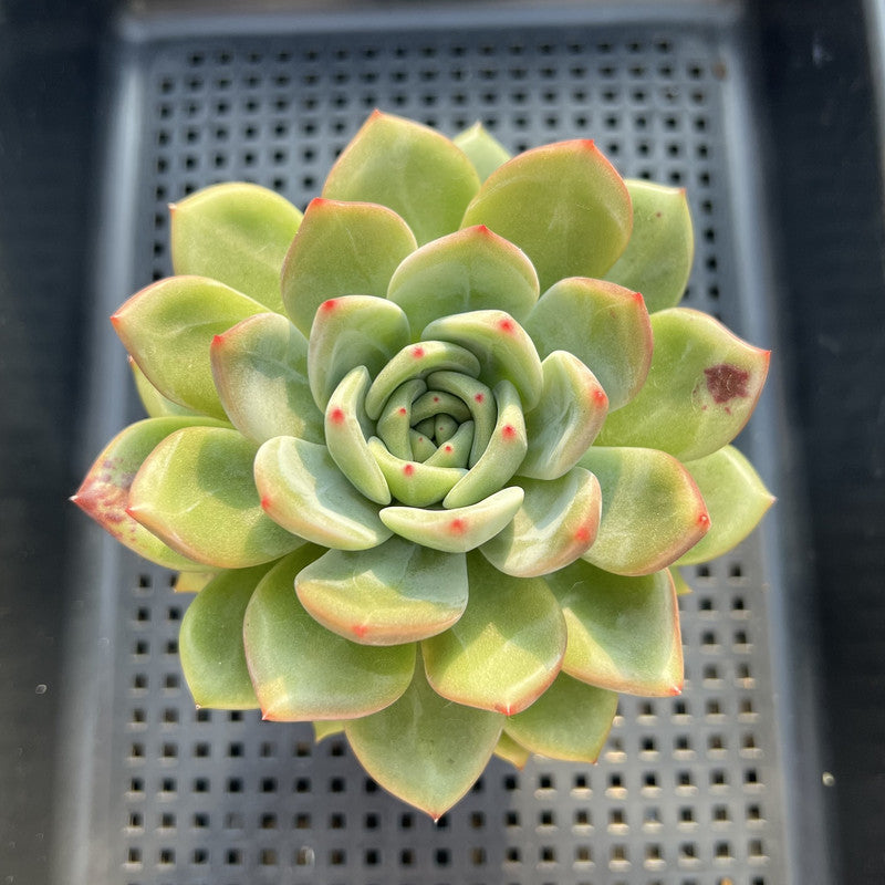 Echeveria 'White Champaign' 3"-4" Large Succulent Plant