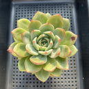 Echeveria 'White Champaign' 3"-4" Large Succulent Plant