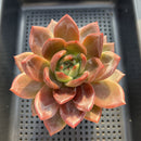 Echeveria 'Midnight Sun' 4" Succulent Plant