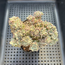 Echeveria 'Sarahime' Crested 3" Succulent Plant