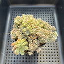 Echeveria 'Sarahime' Crested 3" Succulent Plant