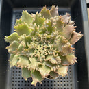 Graptoveria 'Starfire' 4"-5" Large (Suculentia Original Hybrid) Succulent Plant