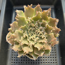 Graptoveria 'Starfire' 4"-5" Large (Suculentia Original Hybrid) Succulent Plant
