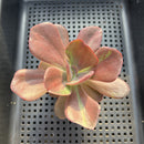 Echeveria 'Goiabinha' Variegated 2" (100% Grown In House) Succulent Plant