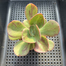 Echeveria 'Goiabinha' Variegated 2" (100% Grown In House) Succulent Plant