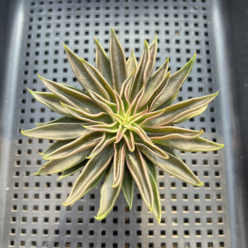 Echeveria Lutea 2"-3" (100% Grown In House) Succulent Plant