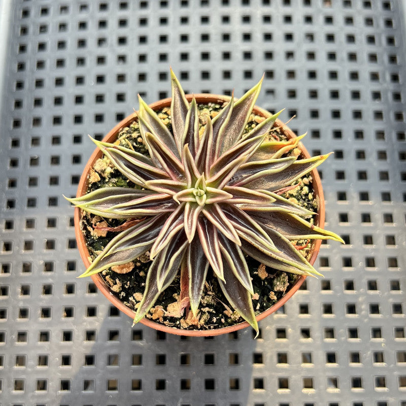 Echeveria Lutea 2"-3" (100% Grown In House) Succulent Plant