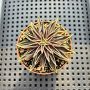 Echeveria Lutea 2"-3" (100% Grown In House) Succulent Plant