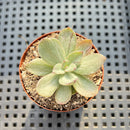 Echeveria 'Hanaikada' Mosaic Variegated 2" (100% Grown In House) Succulent Plant