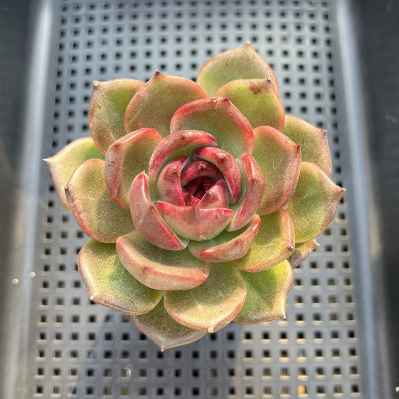 Echeveria 'Black Mink' 2"-3" Succulent Plant