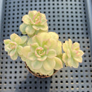 Echeveria 'Victor' Variegated 2" Cluster Succulent Plant