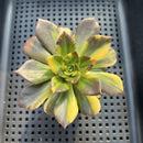 Echeveria 'Black Prince' Variegated 3" Succulent Plant