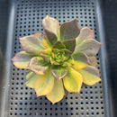 Echeveria 'Black Prince' Variegated 3" Succulent Plant
