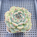 Echeveria 'Black Nail' 2" Succulent Plant