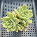 Pachyveria 'Arje' 2" Succulent Plant