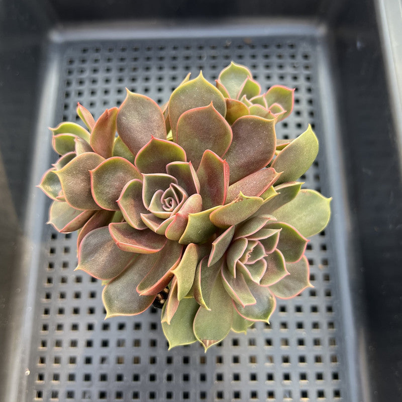Echeveria 'Red Tan' 3" Cluster Succulent Plant