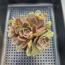 Echeveria 'Red Tan' 3" Cluster Succulent Plant
