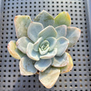 Echeveria 'Bambino' 2"-3" Succulent Plant