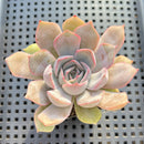 Echeveria 'Fiona' 1"-2" Succulent Plant