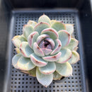 Echeveria Hybrid sp. 3"-4" Flower Village Original Hybrid Succulent Plant