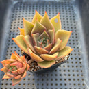 Echeveria Agavoides sp. 2" Succulent Plant