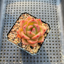 Echeveria 'Champaign' Hybrid 1"-2" Succulent Plant