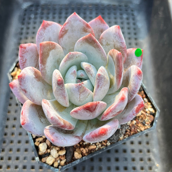 real succulent plants for sale Echeveria 'Ivory' 4" Succulent Plant