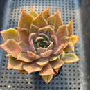 Echeveria sp. Variegated/Mutated 2" Succulent Plant