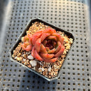 Echeveria 'Charmander' 2" Flower Village Original Hybird Succulent Plant