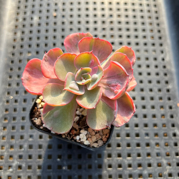 beyonce house plant Echeveria 'Beyonce' Variegated 2