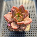 Echeveria 'Pink Champaign' 2" Succulent Plant