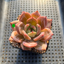 Echeveria 'Pink Champaign' 2" Succulent Plant