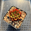 Echeveria 'Koimachi Bud' 2" ('Rhapsody' x 'Roselli' Hybrid) Mam&Sister Farm Original Japanese Hybrid Succulent Plant