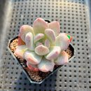 Echeveria 'Ivory' 2" Succulent Plant