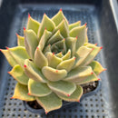 Echeveria Agavoides 'Gazer' 3" Succulent Plant