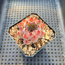 Echeveria 'Jackal' 2" Succulent Plant