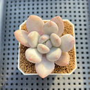 Echeveria Hybrid sp. 1"-2" Hand-Selected Clone (From Brotherly Farm) Succulent Plant Cutting